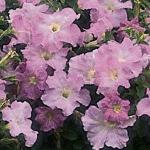 Seminte profesionale Petunia grandiflora- Petunia de gradina